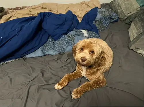 Terra Grounding Bed Sheet customer photo 2